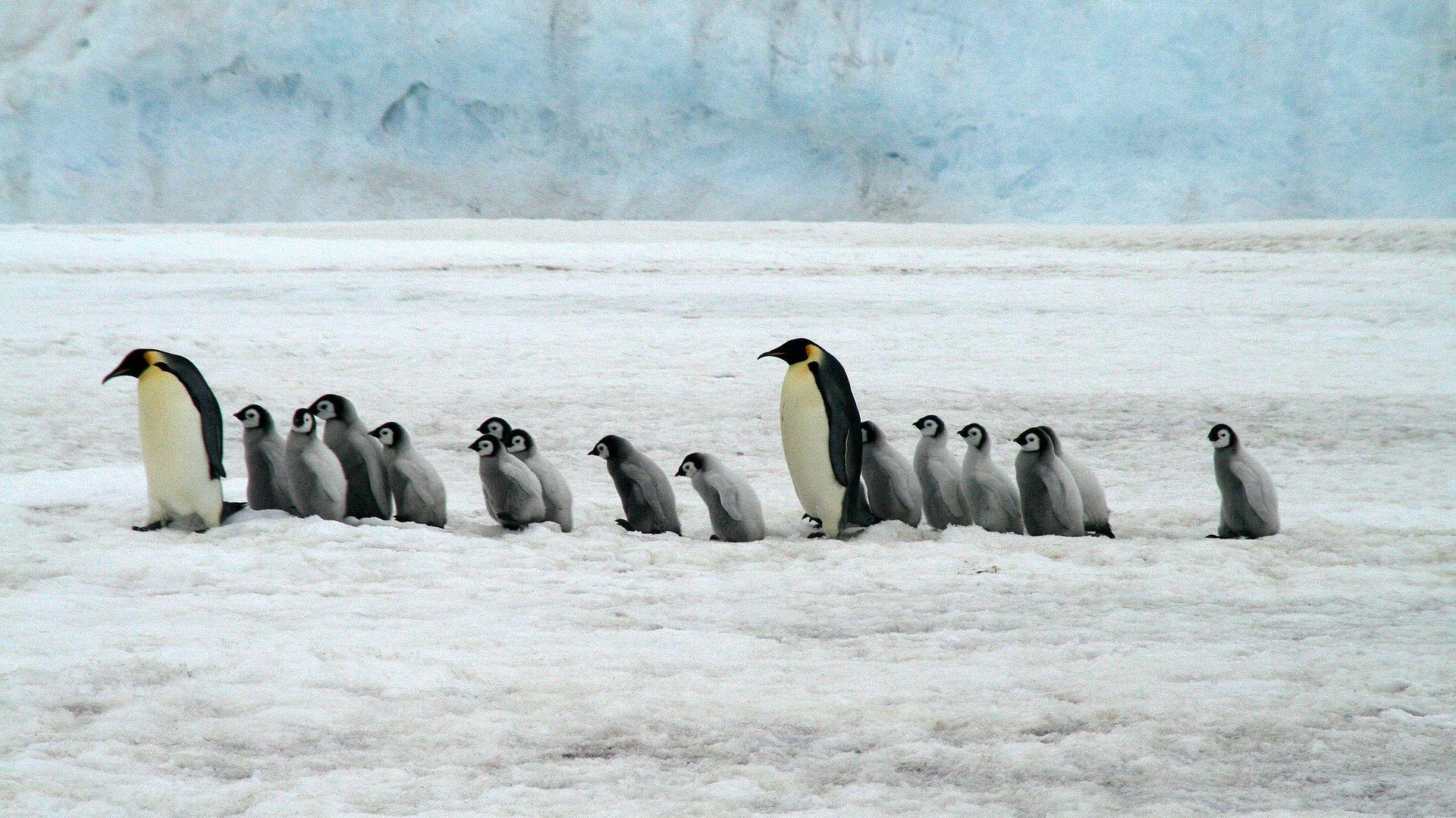1920x1080 Emperor Penguins Antarctica Wildlife HD Wallpaper