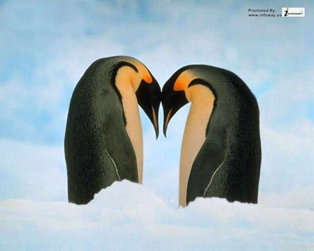 1024x819 Love Penguins Wallpaper HD. Love Penguins Wallpaper HD