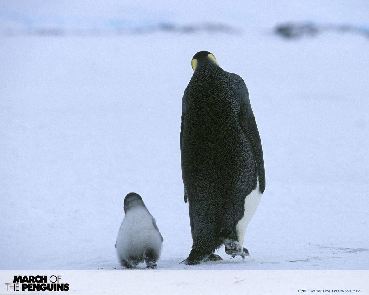 Когда выйдут пингвины моей мамы