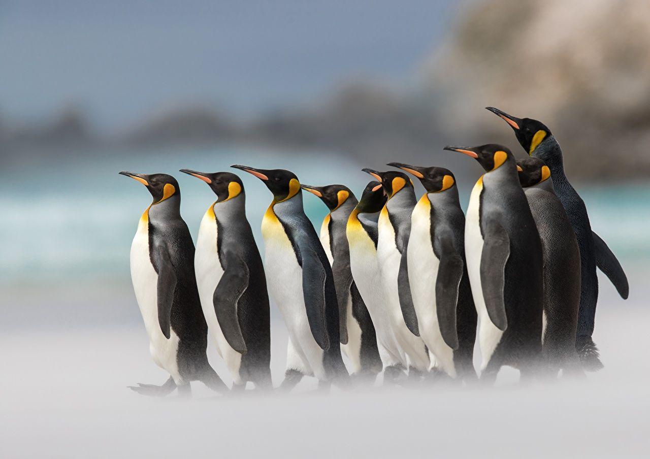 1280x904 Wallpaper Penguins King penguin Animals