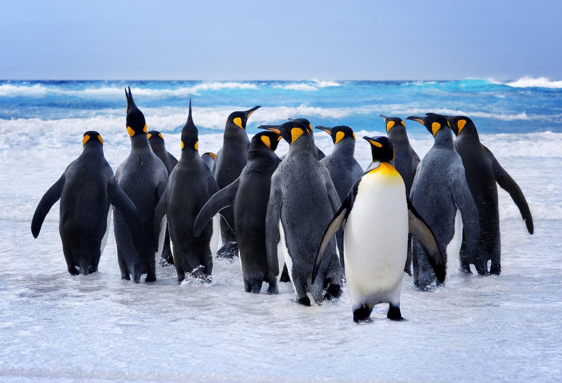 1920x1308 Penguins HD Wallpaper New Tab Theme