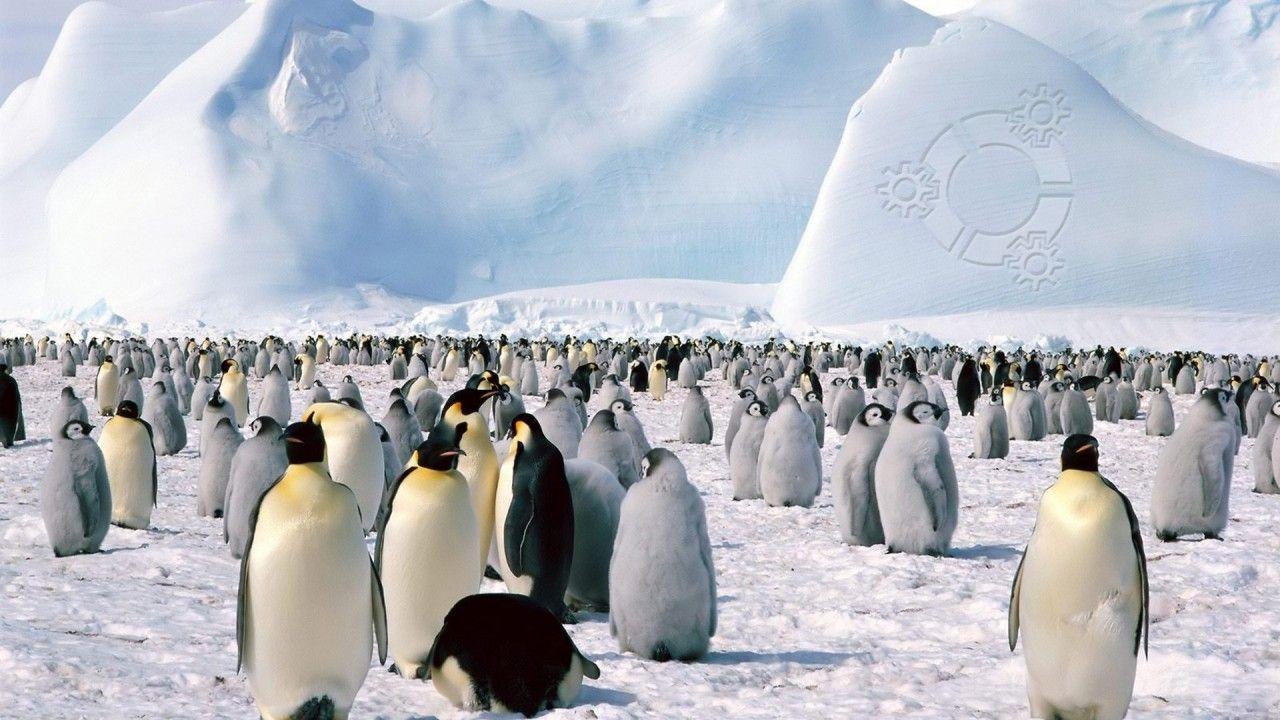 1280x720 Penguin, penguins wallpaper. Penguin, penguins