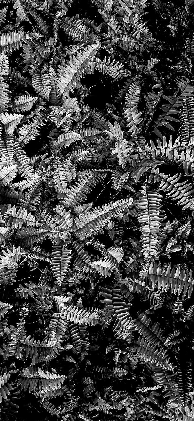 800x1735 Black aesthetic, natural, aesthetic