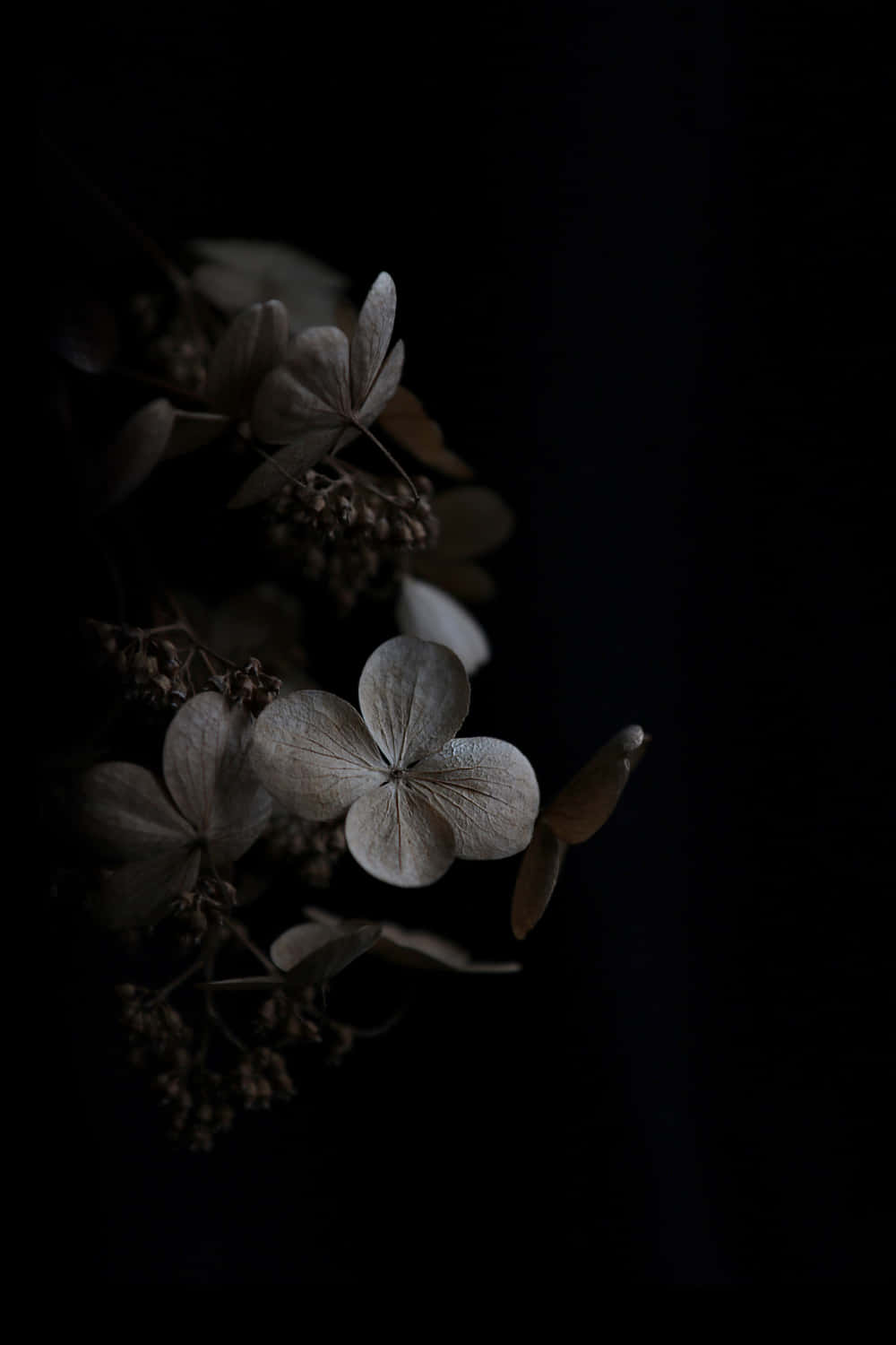 1000x1500 dark beauty of nature Wallpaper