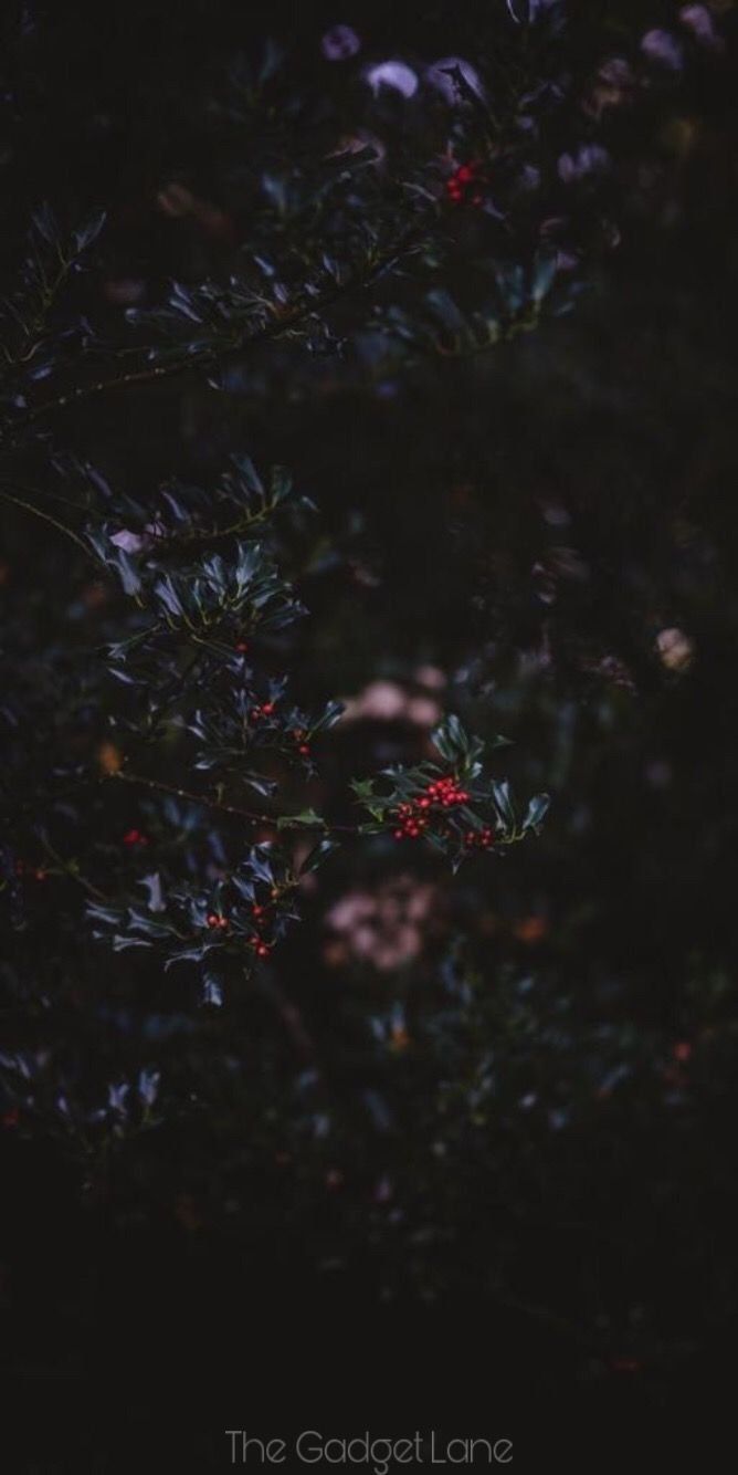 668x1334 Dark Nature Phone Wallpaper