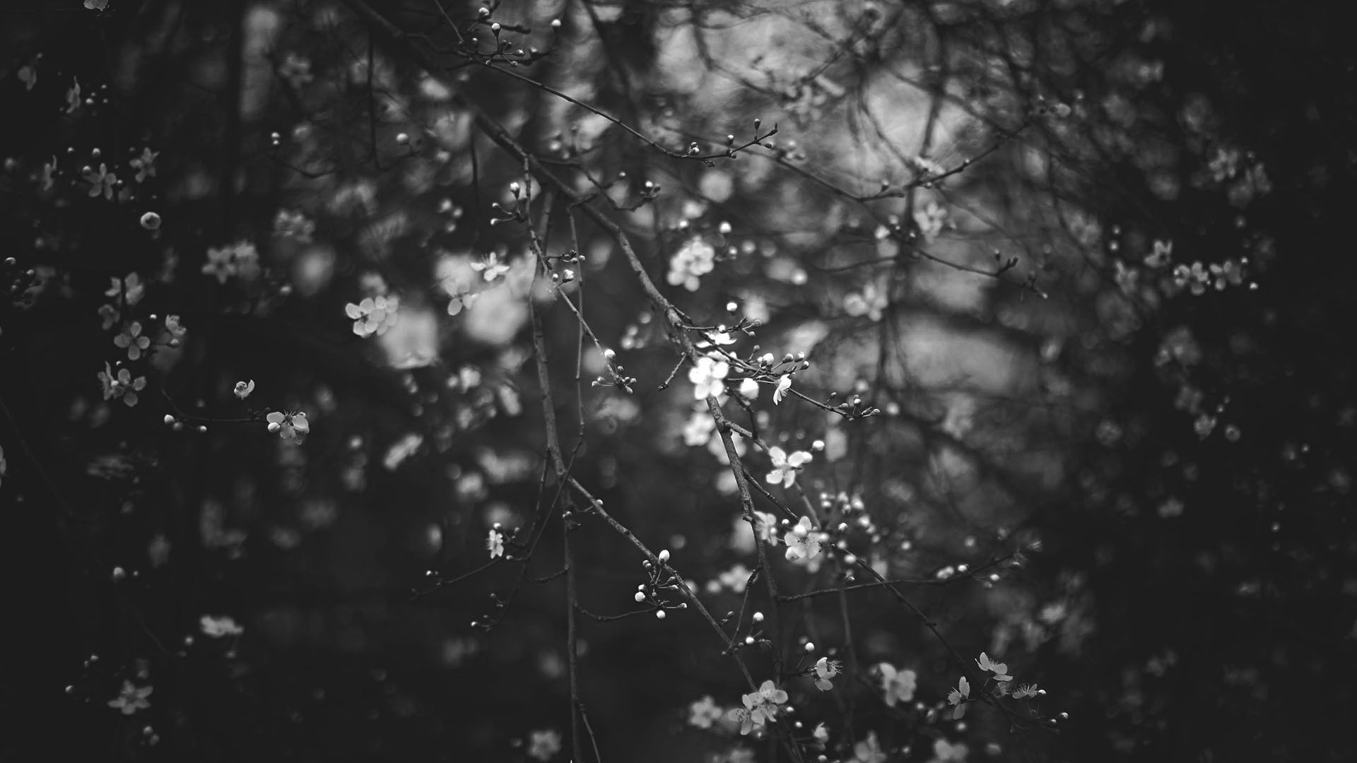 1920x1080 Flowers Tree During Nighttime HD Black