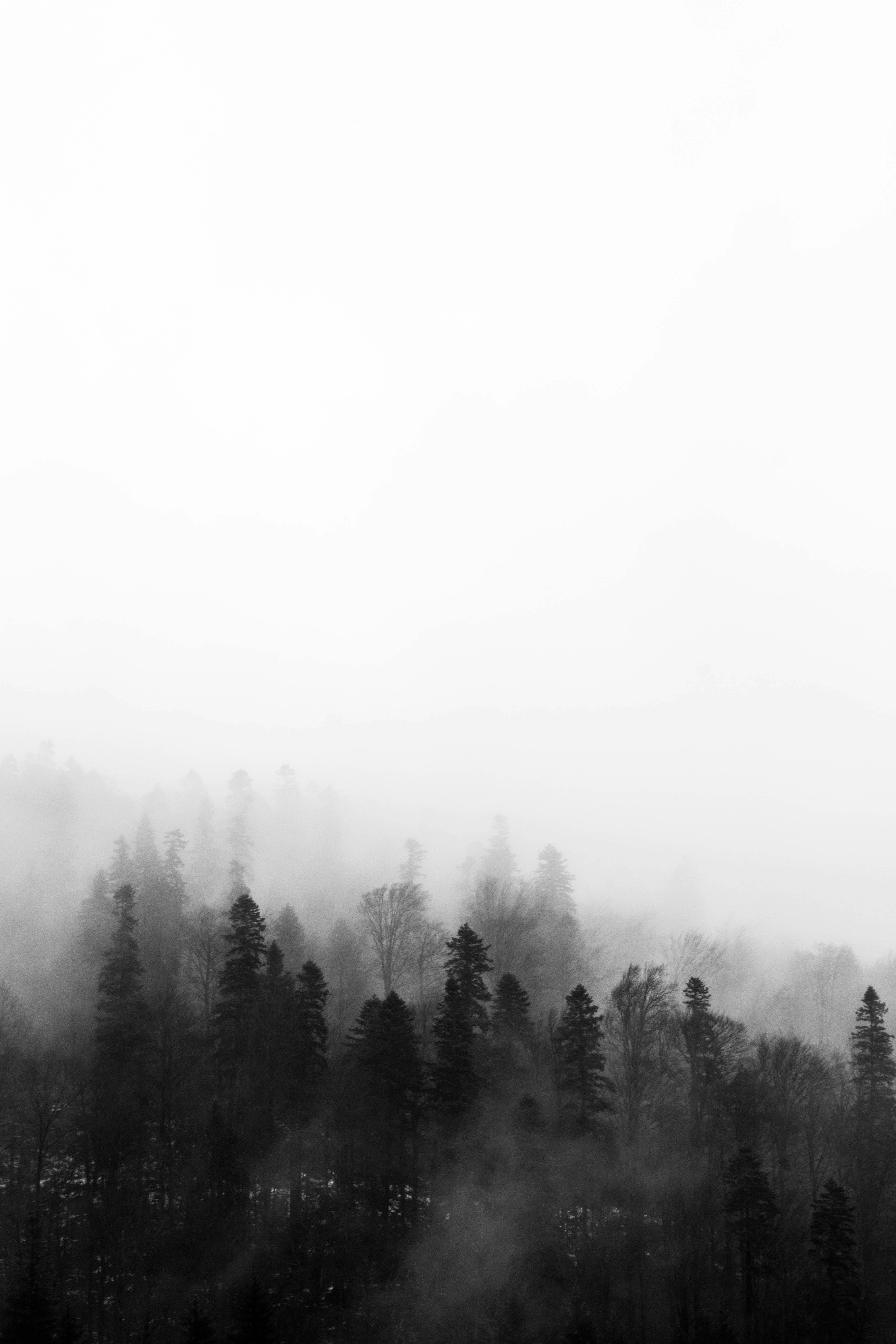 3456x5184 Black And White Nature Photo, Download