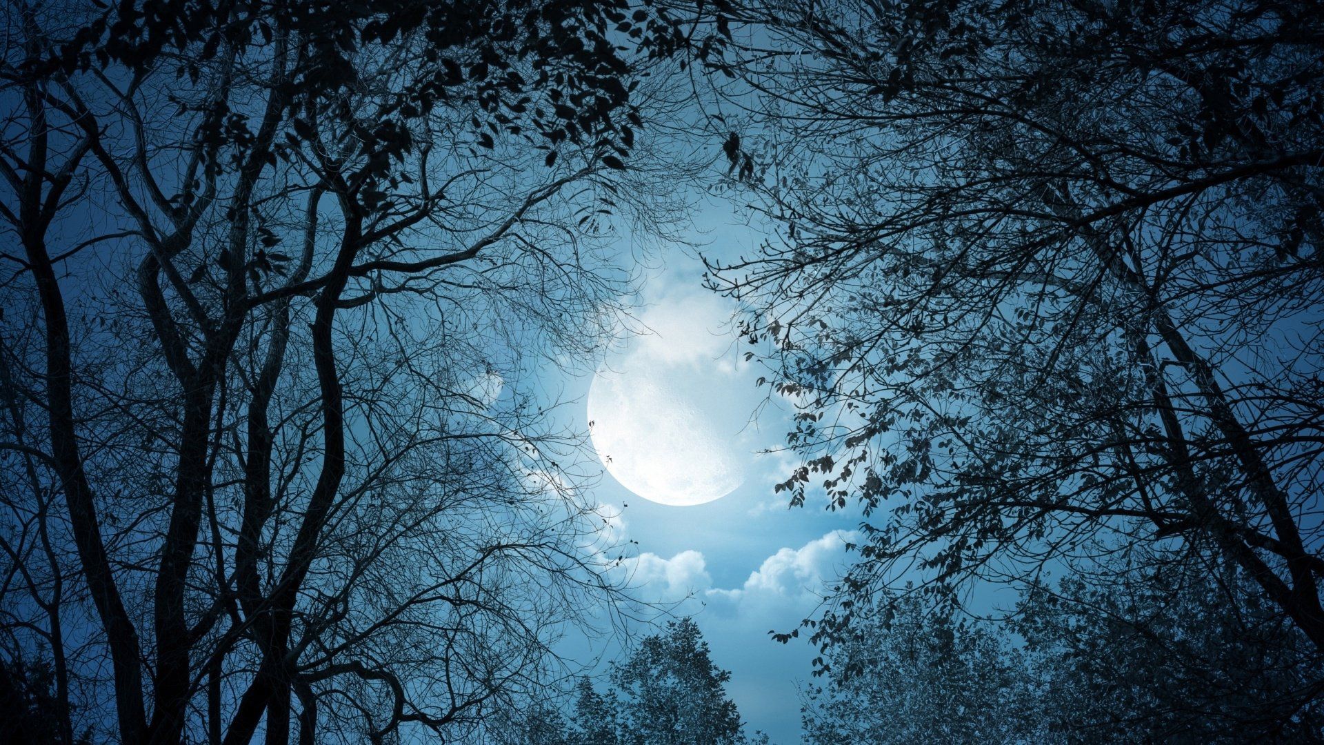 1920x1080 Forest Under Moon Sky HD Dark Aesthetic