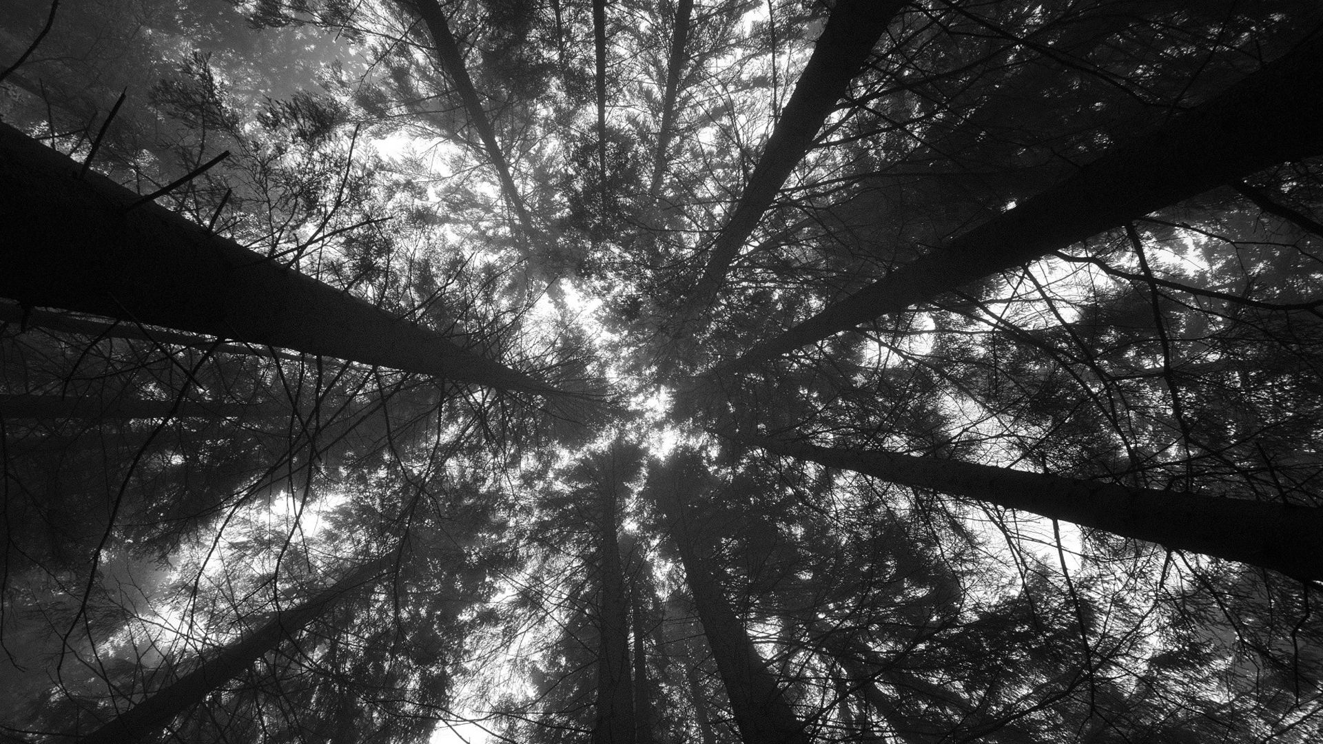 1920x1080 Worm's Eye View Of Trees In The Forest