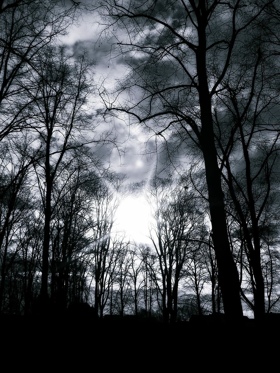 910x1213 HD wallpaper: Trees, Silhouette, Black