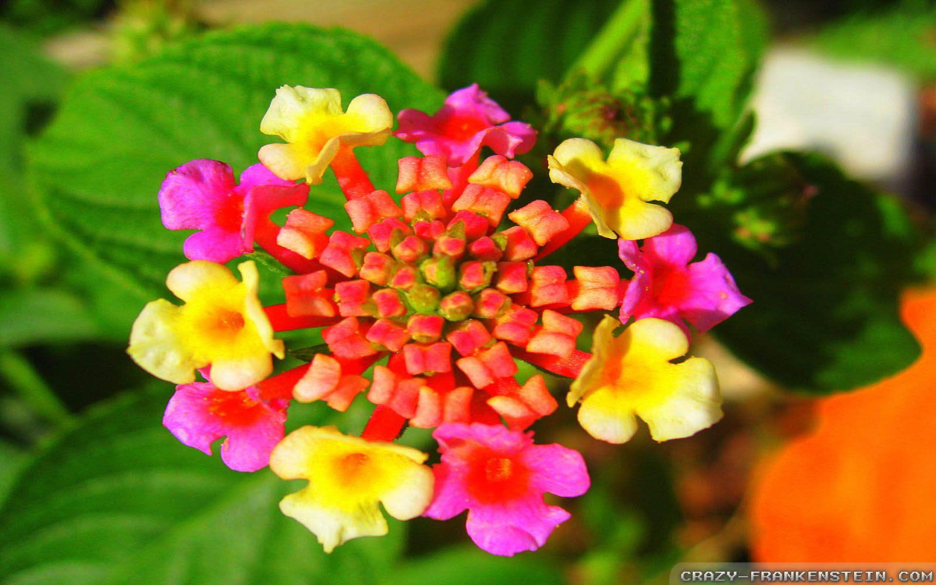 1920x1200 Exotic Flowers wallpaper