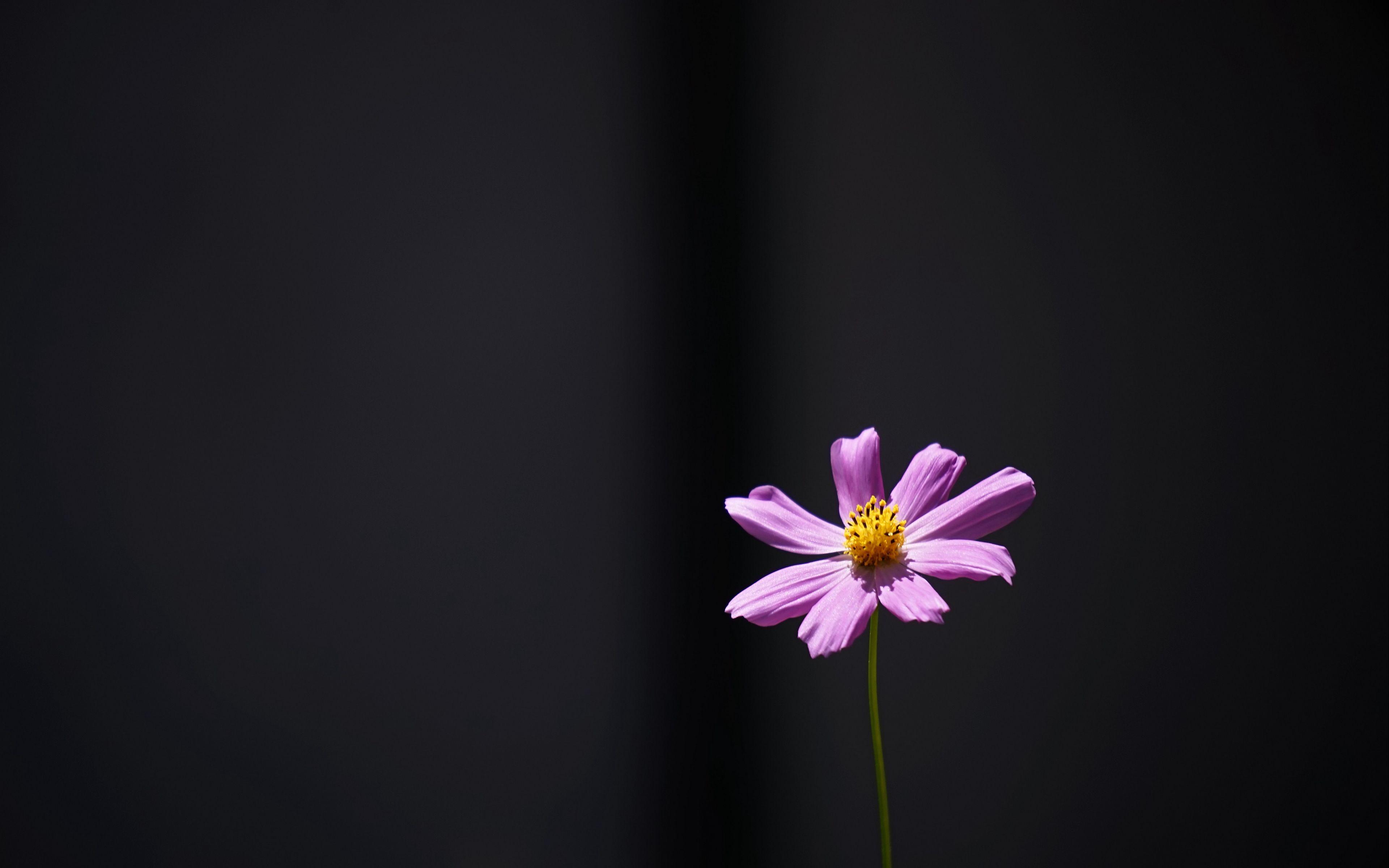 3840x2400 Download wallpaper 3840x2400 cosmos, flower, minimalism 4k