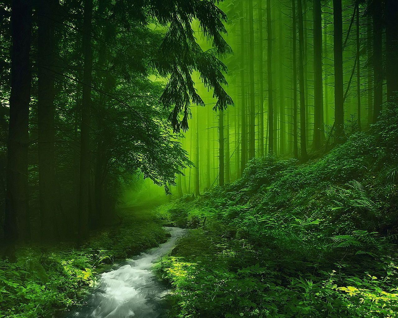 Green Forest Wallpaper 4K Woods Trails Pathway Sun rays 5696