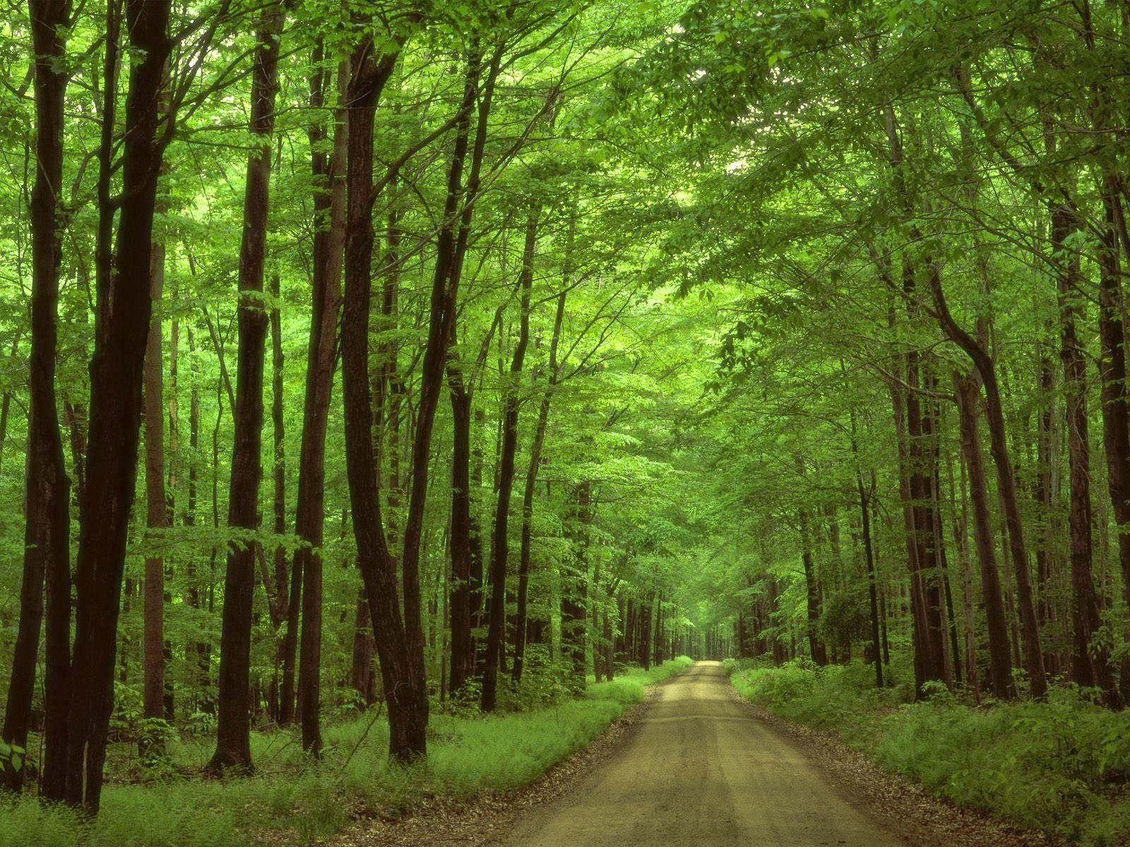 1600x1200 wallpaper For Desktop: beautiful Forests Wallpaper