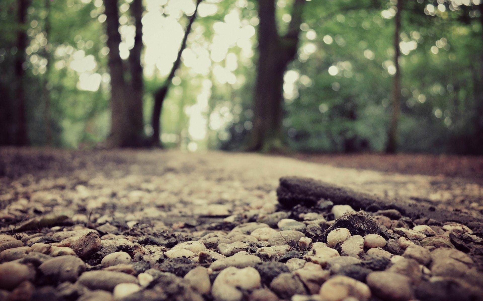 1920x1200 Forests, HD Wallpaper, Ultra HD Widescreen, Landscape