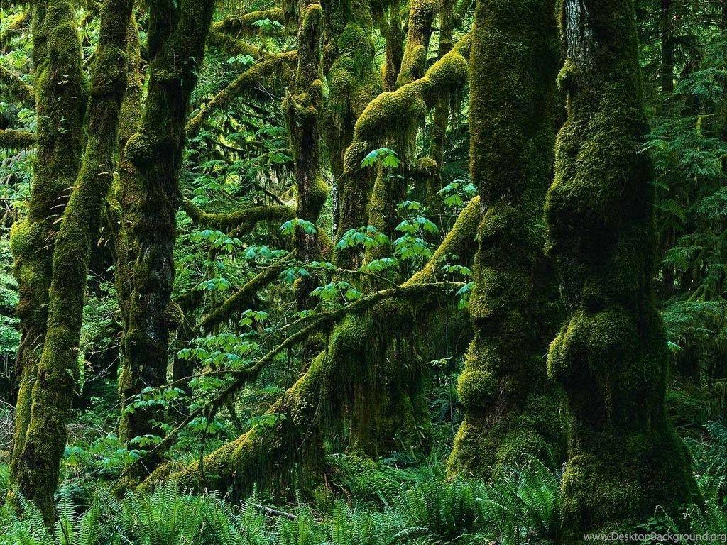 1024x768 Major Moss Overgrowth: Nature: Forests Wallpaper