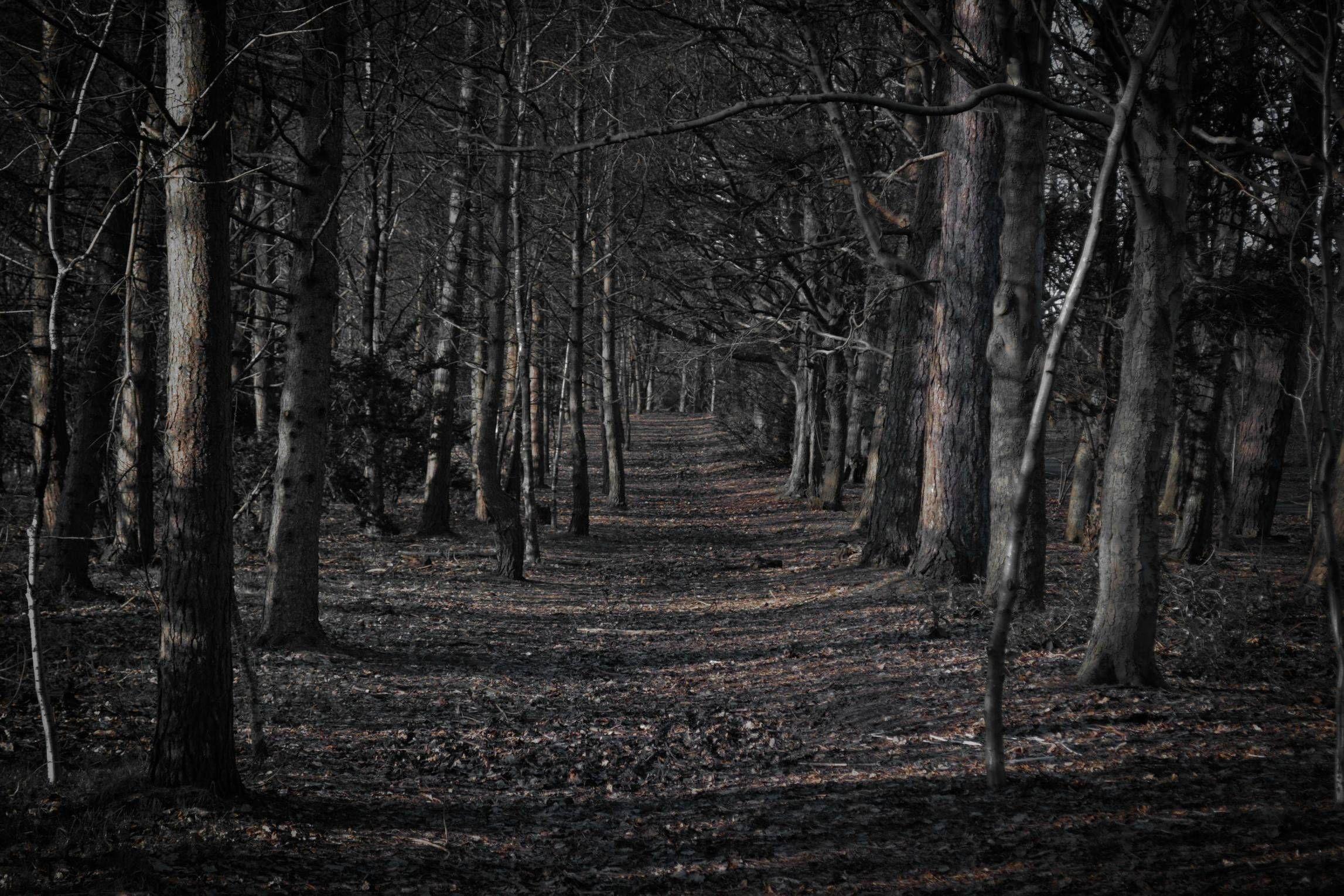 Scary Forest Wallpapers - Top Free Scary Forest Backgrounds -  WallpaperAccess