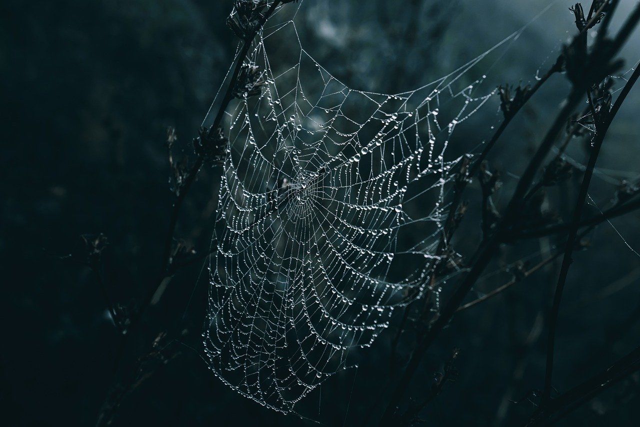 1280x853 Spider Web Droplets Rain Drops
