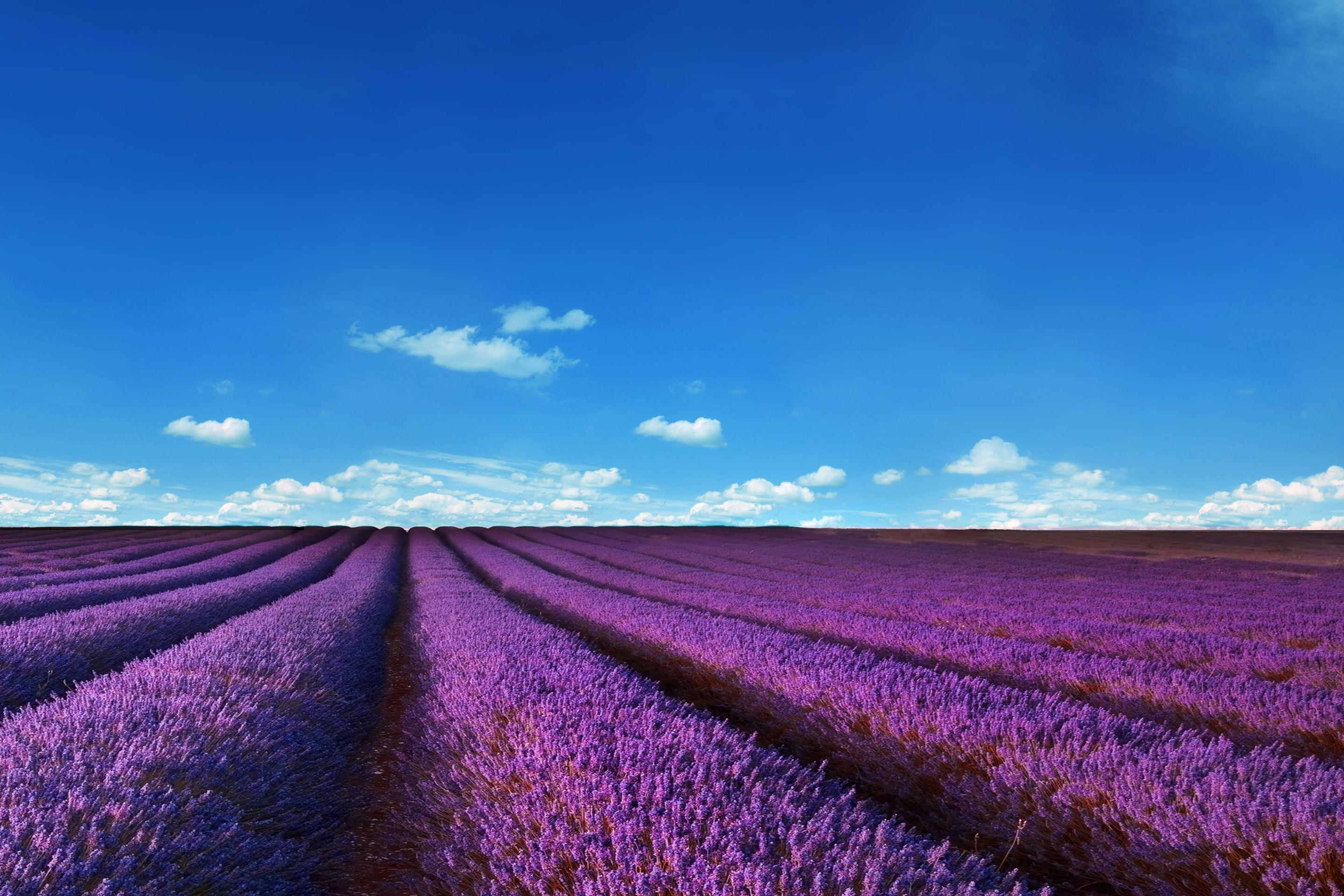 Lavender Fields Wallpapers - Top Free Lavender Fields Backgrounds -  WallpaperAccess