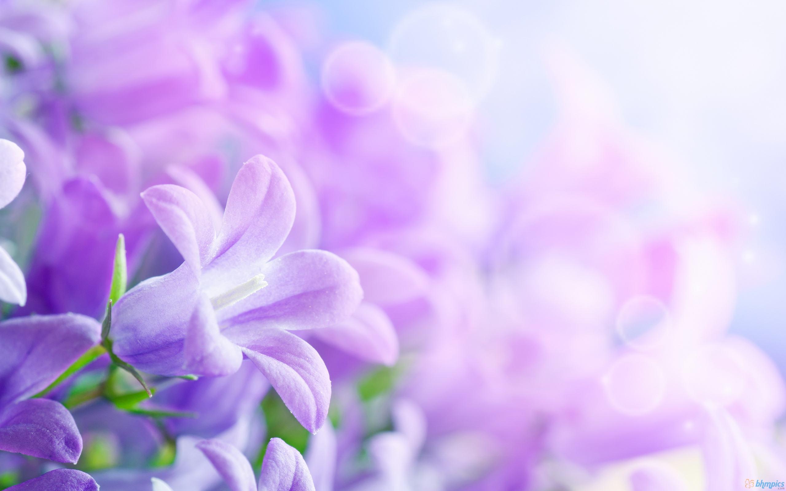 Violet Flower Wallpapers - Top Free Violet Flower Backgrounds - WallpaperAccess