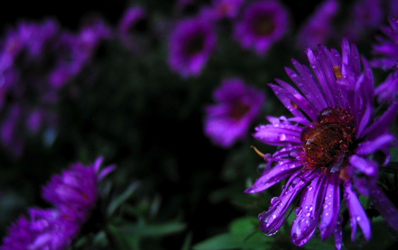 Purple Beautiful Flowers Wallpapers