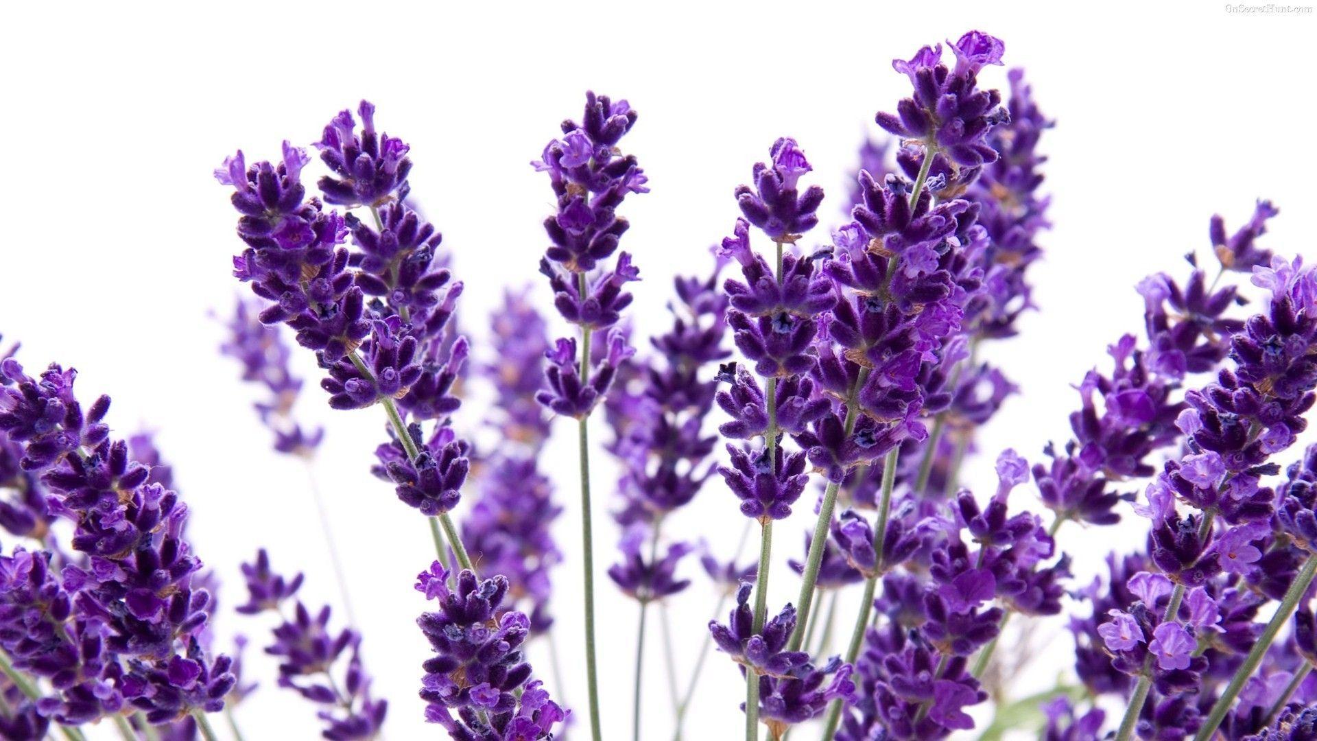 1920x1080 Lavender Wallpaper background picture