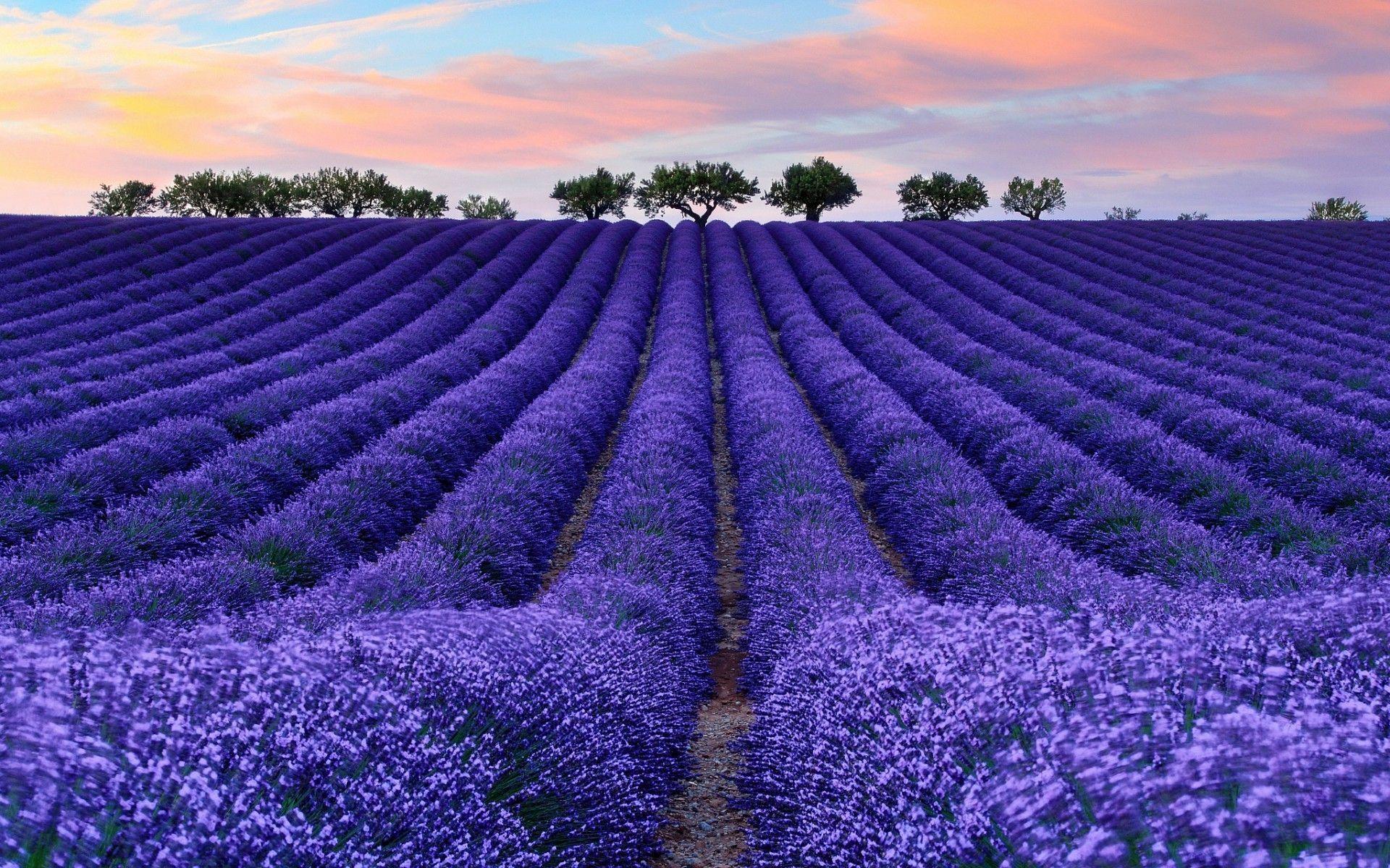 1920x1200 nature colorful photography lavender wallpaper