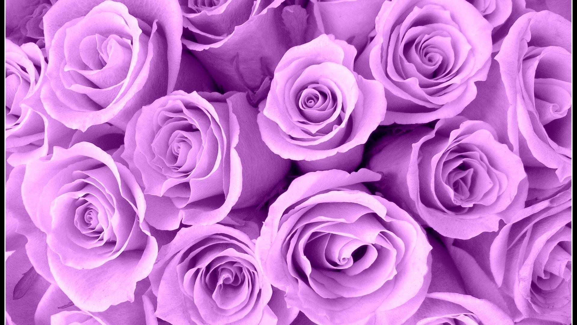 1920x1080 Lavender Wallpaper