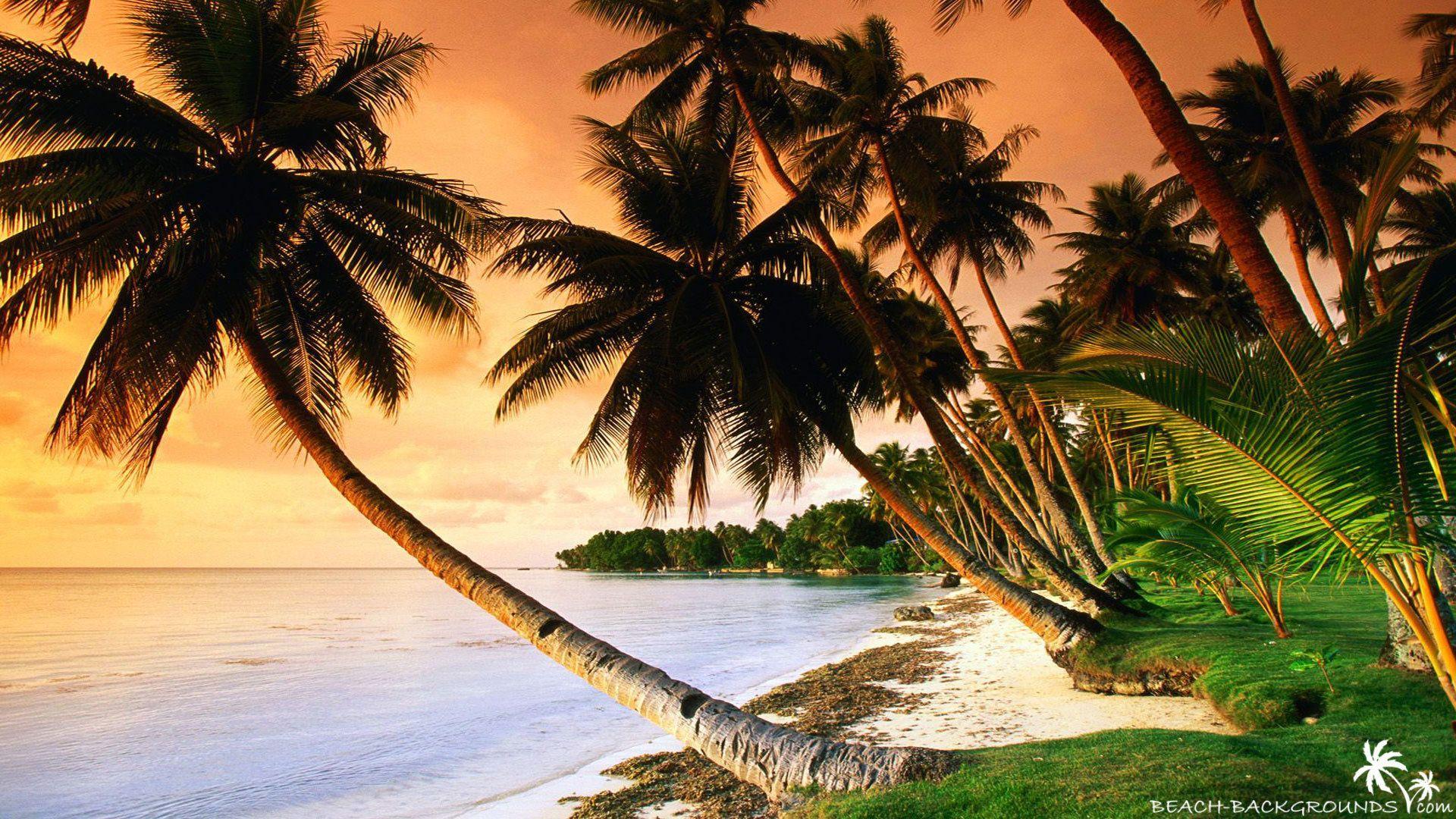 1920x1080 Palm Beach Wallpaper