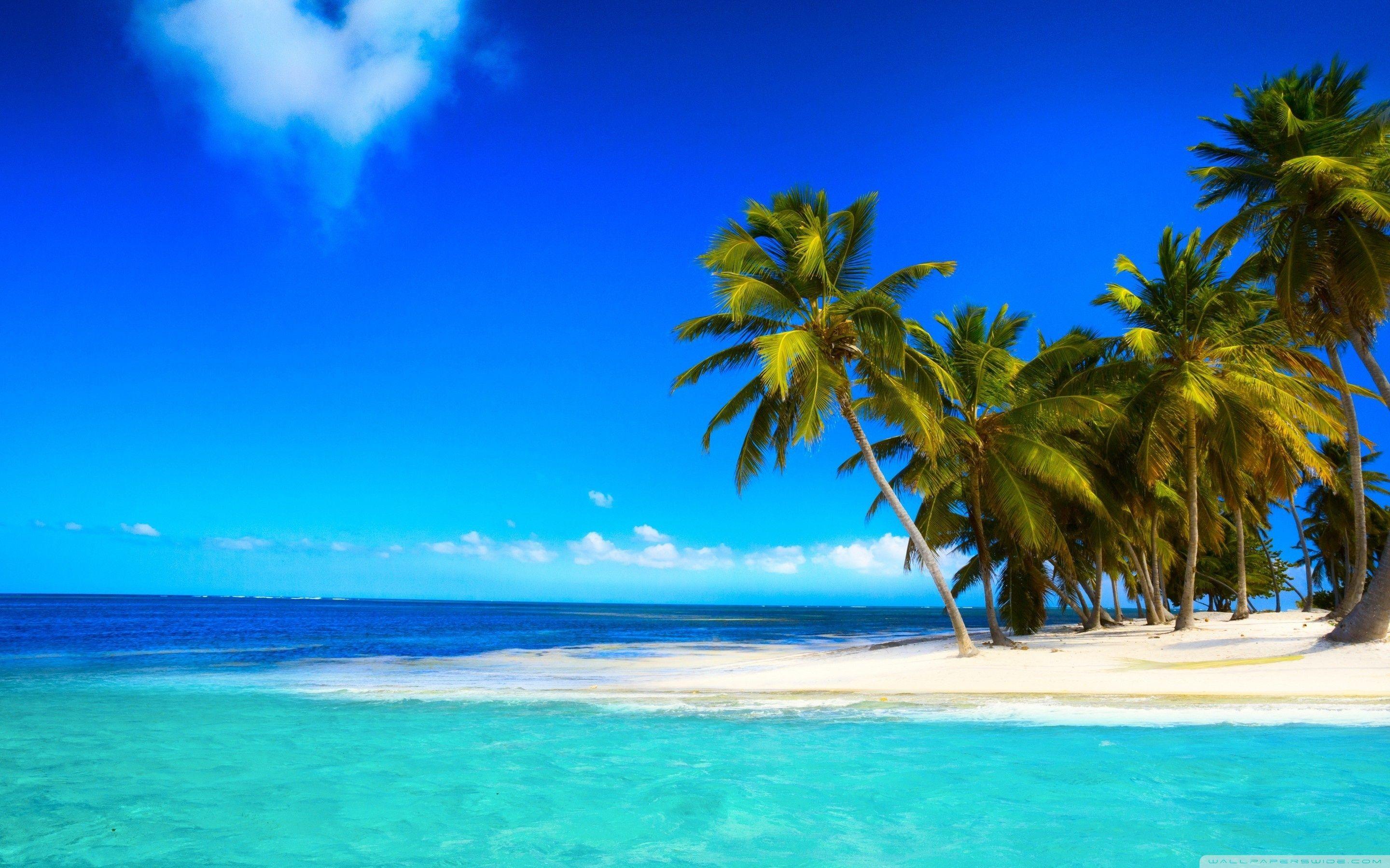 2880x1800 Palm Beach Wallpaper Download X6H34I