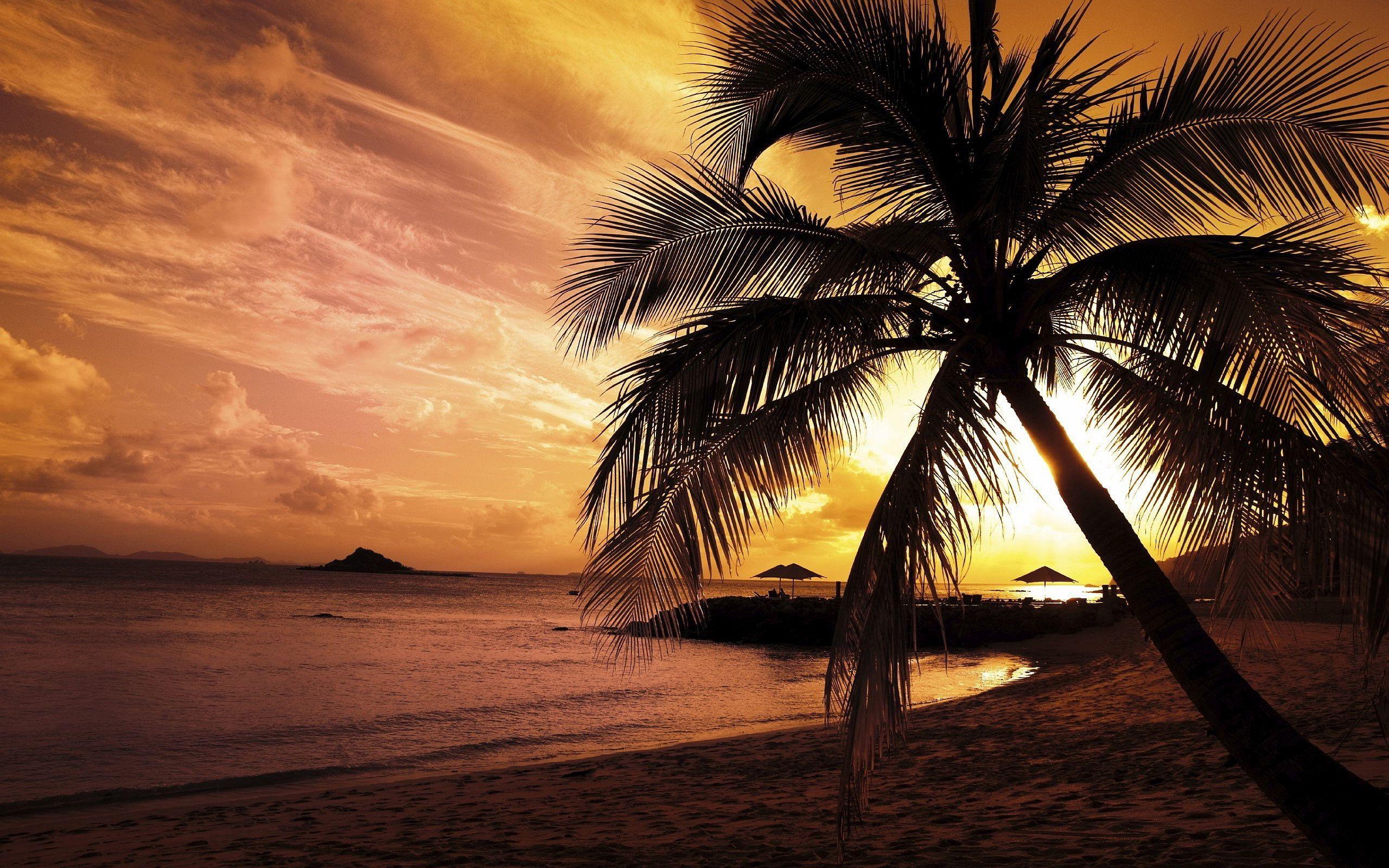 2560x1600 Beach sunset. Tree sunset wallpaper, Beach sunset wallpaper, Palm tree sunset