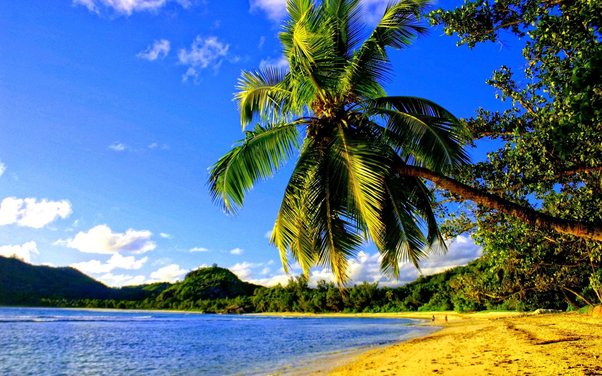 1920x1200 Palm Beach Wallpaper R39K9 1920x1200