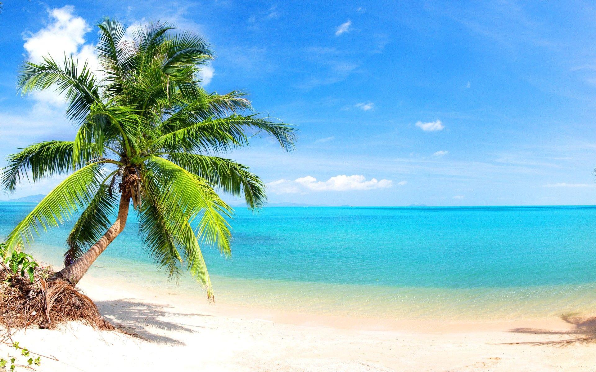 Palm Tree Beach Wallpapers - Top Free Palm Tree Beach Backgrounds