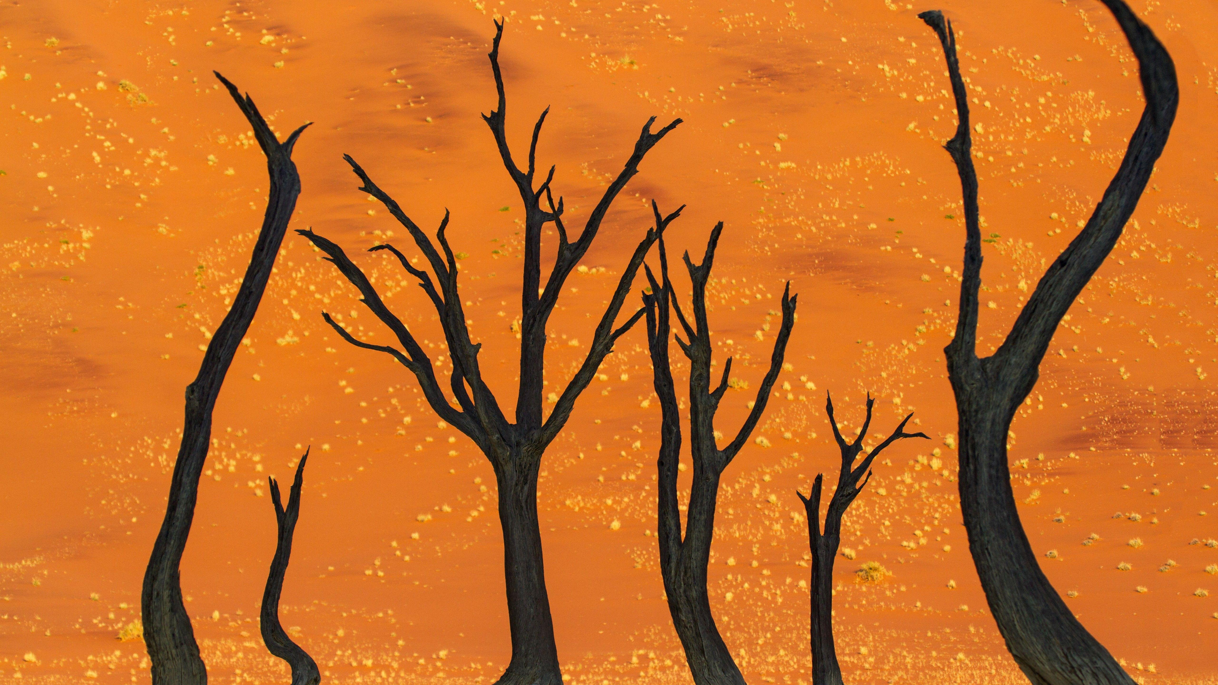 5120x2880 Wallpaper namibia, 5k, 4k wallpaper, 8k, camel thorn tree