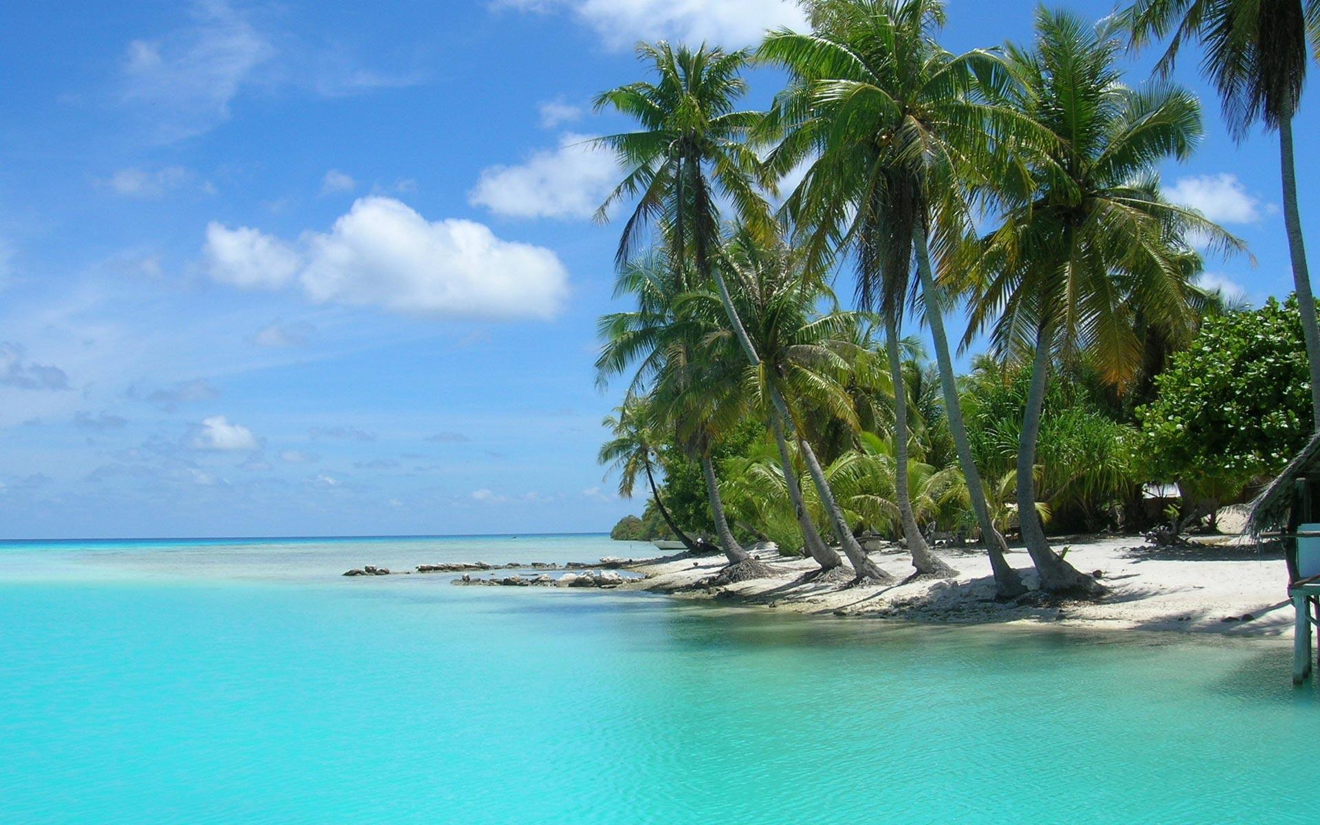 1920x1200 Palm Tree Beach Wallpaper