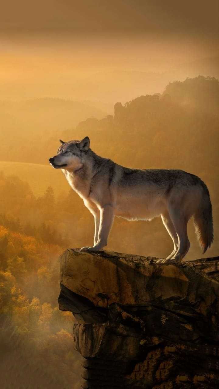 720x1280 Sigma Male Wallpaper