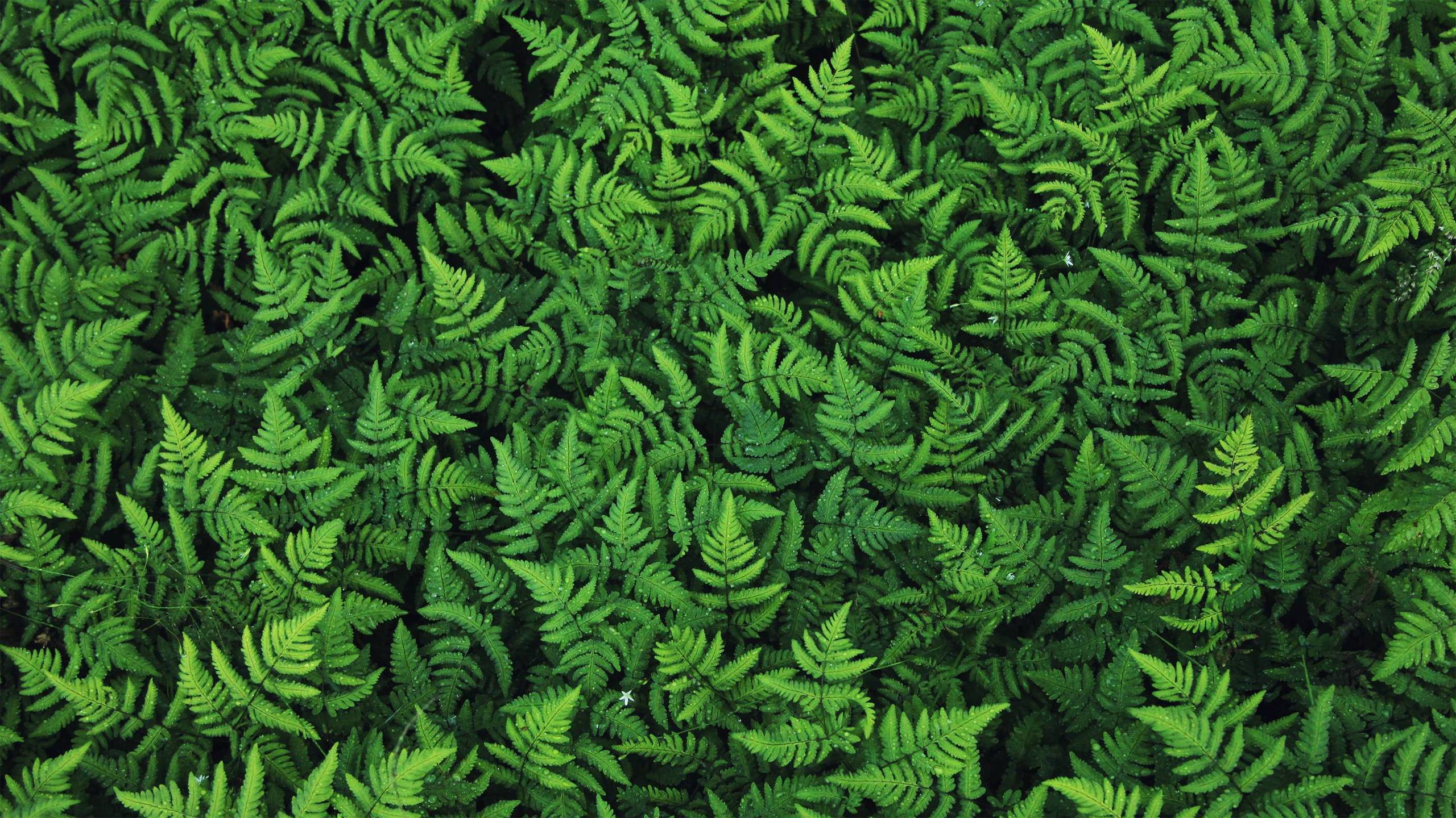 Fern Wallpapers Top Free Fern Backgrounds WallpaperAccess