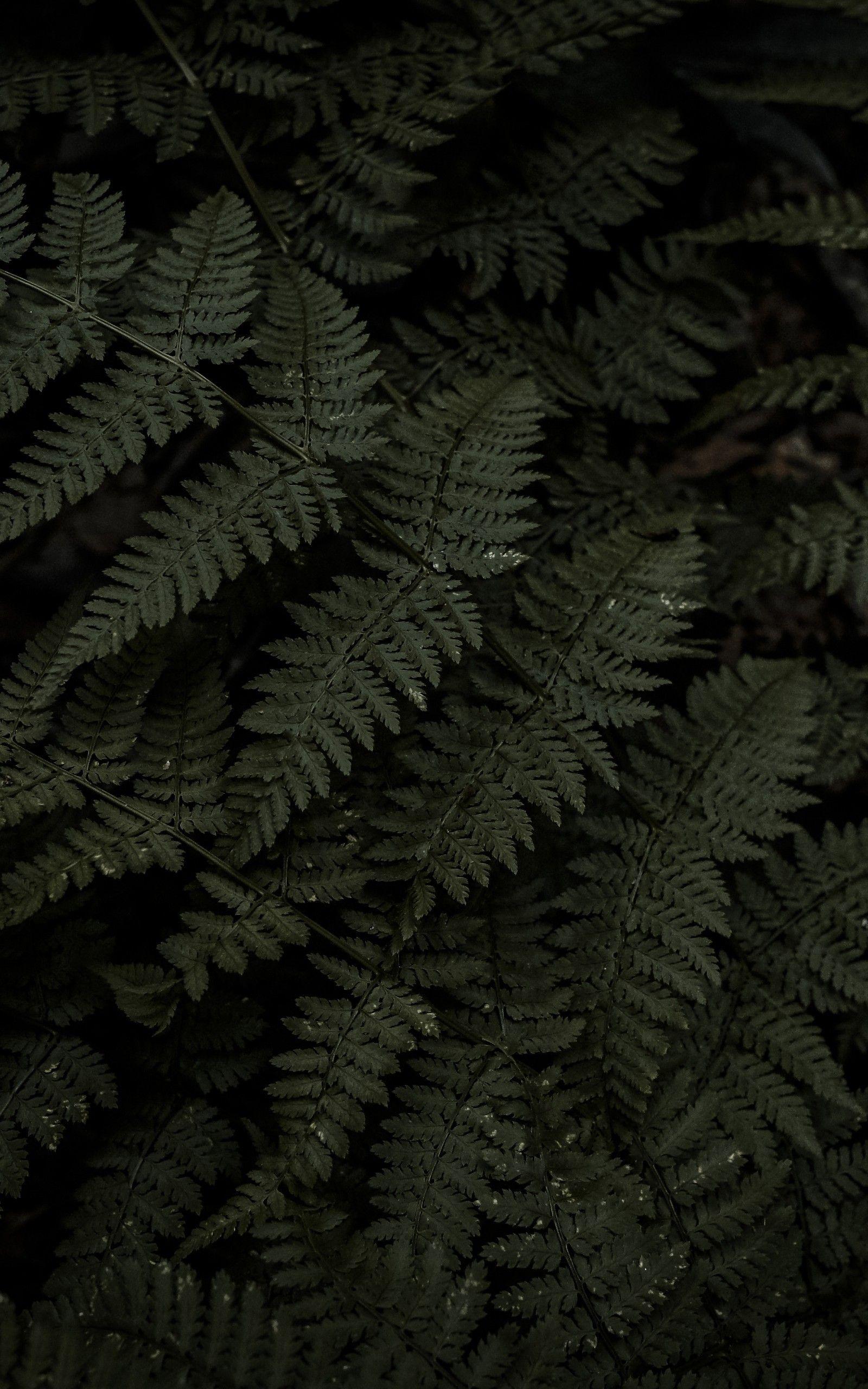 Fern Wallpapers - Top Free Fern Backgrounds - WallpaperAccess