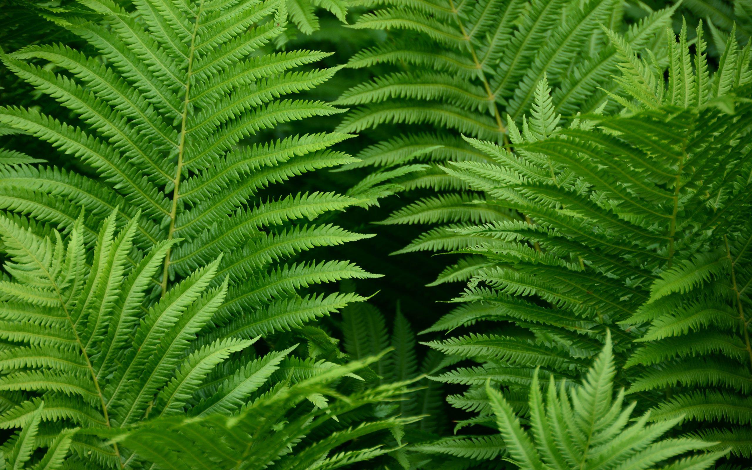 Fern Wallpapers - Top Free Fern Backgrounds - WallpaperAccess