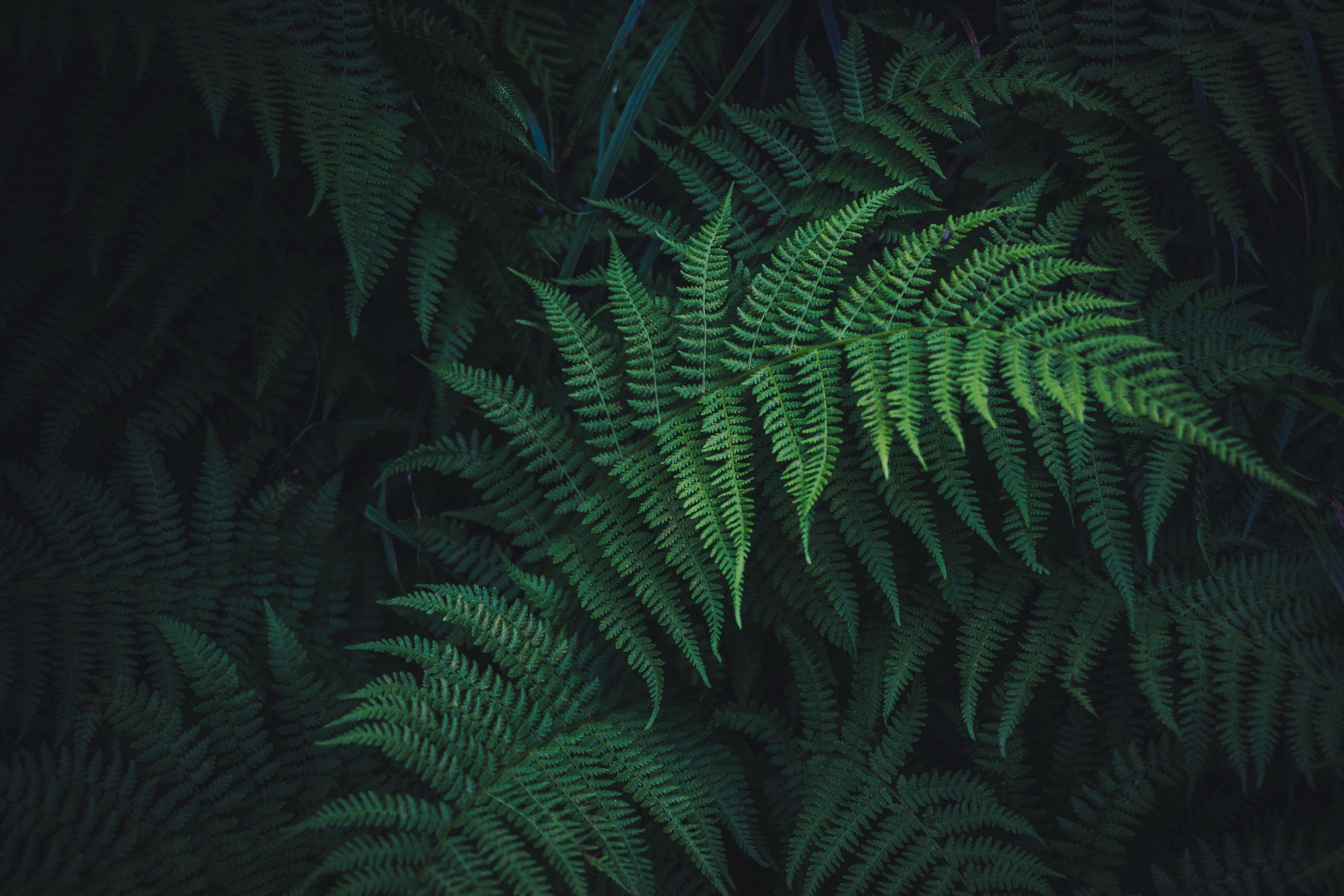 Fern Wallpapers - Top Free Fern Backgrounds - WallpaperAccess