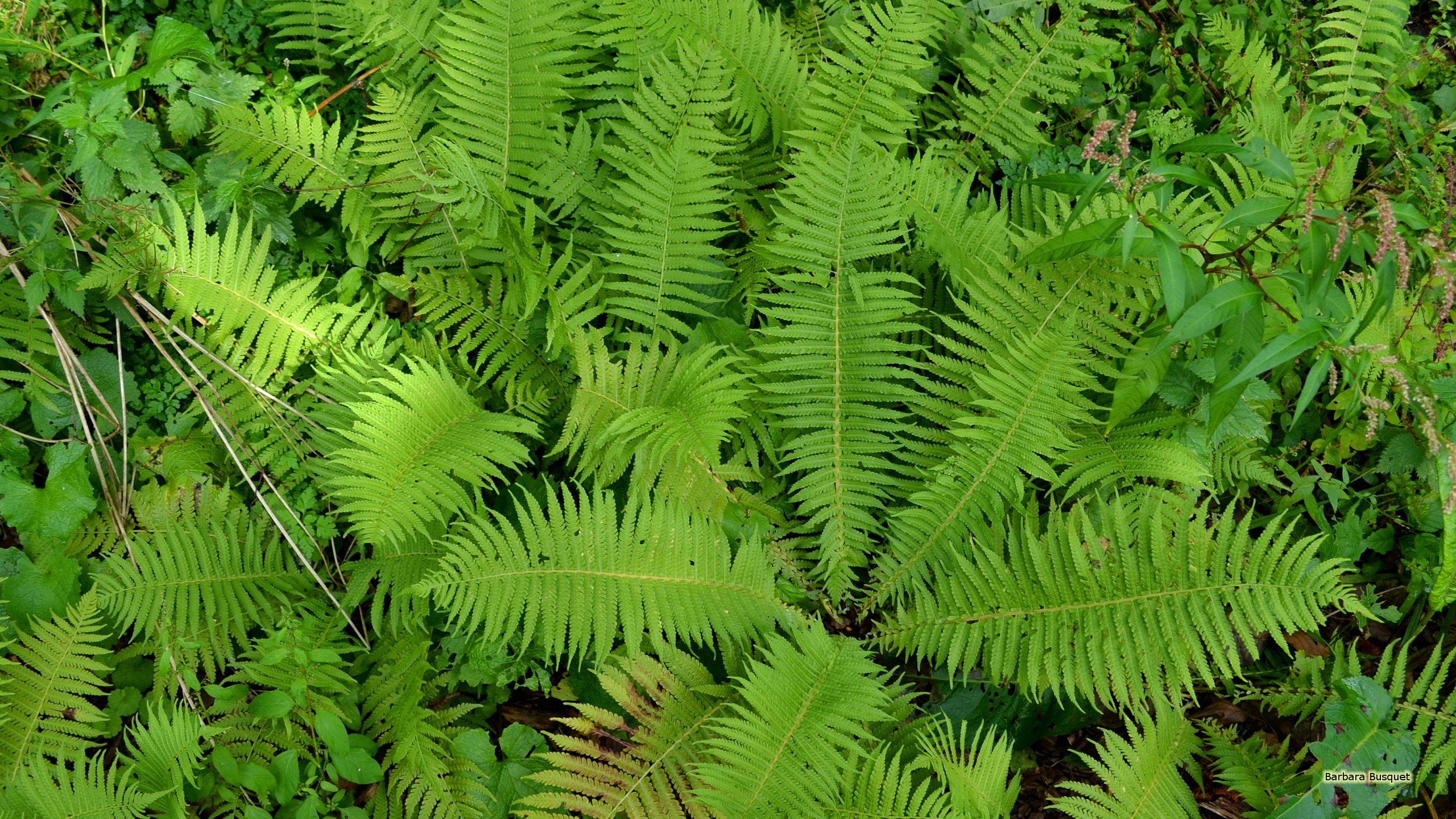 Fern Wallpapers - Top Free Fern Backgrounds - WallpaperAccess