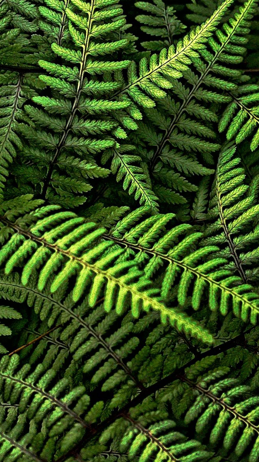 Fern Wallpapers - Top Free Fern Backgrounds - WallpaperAccess