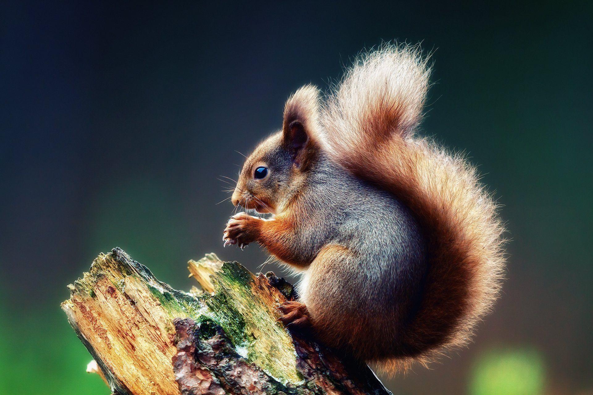 1920x1280 Squirrel HD Wallpaper and Background Image