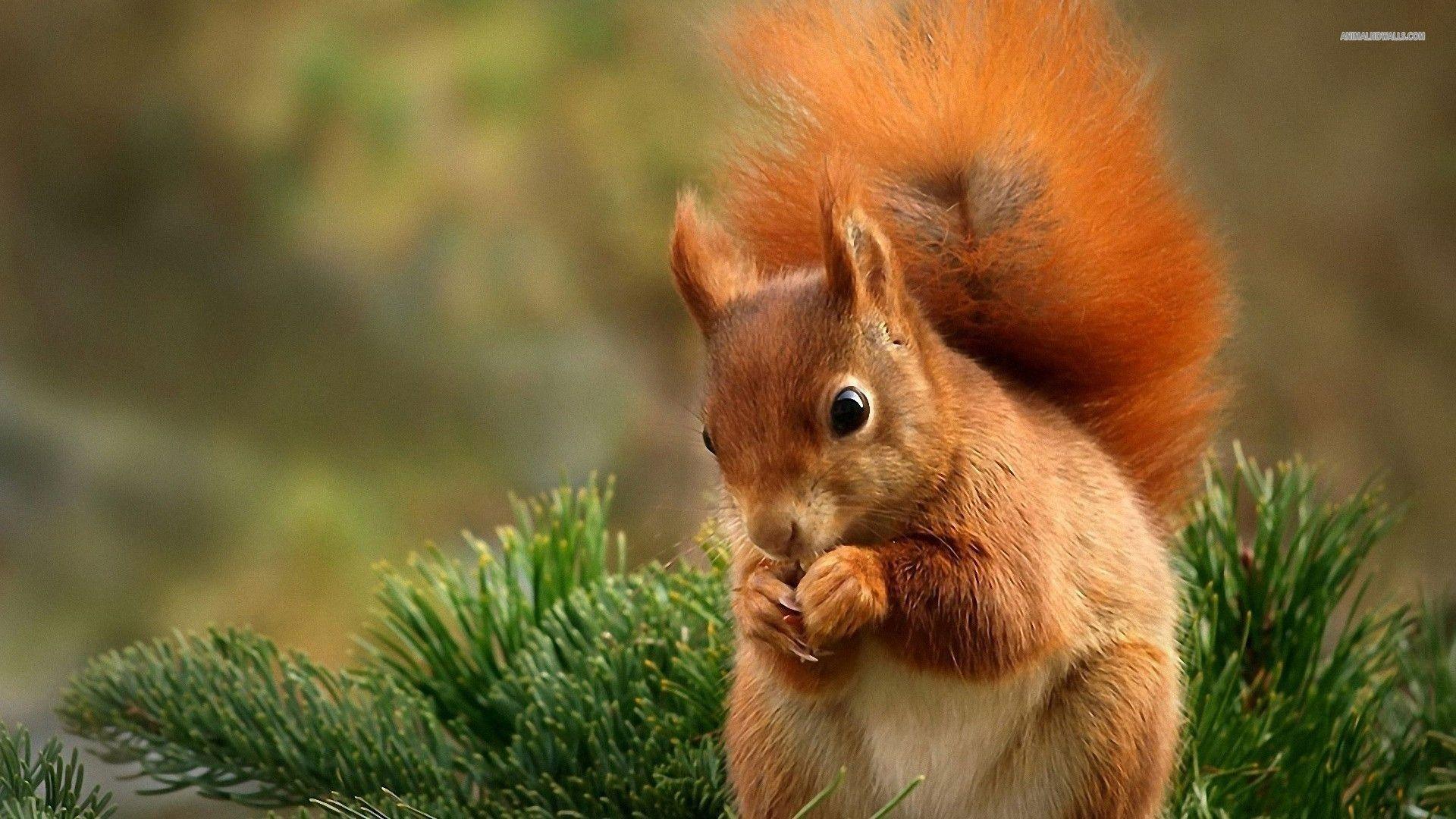 1920x1080 Squirrel Wallpaper