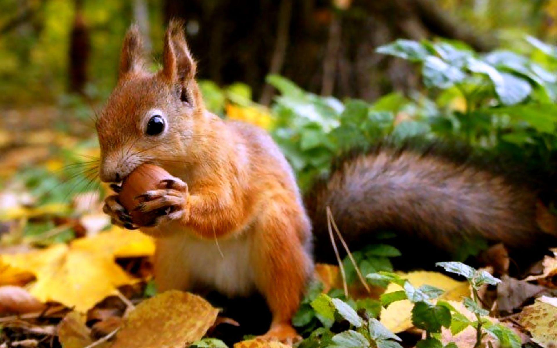 1920x1200 Squirrel Wallpaper