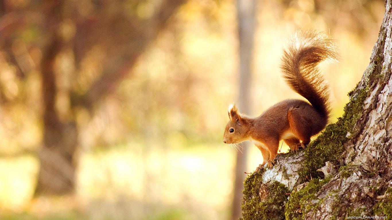 1366x768 Pack.65: Squirrel Wallpaper 1366x768 px