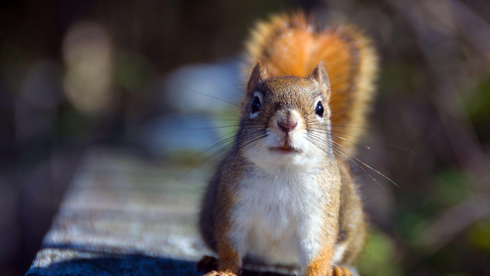 1920x1080 Animals 1920x1080 Full HD Wallpaper Wallpaper
