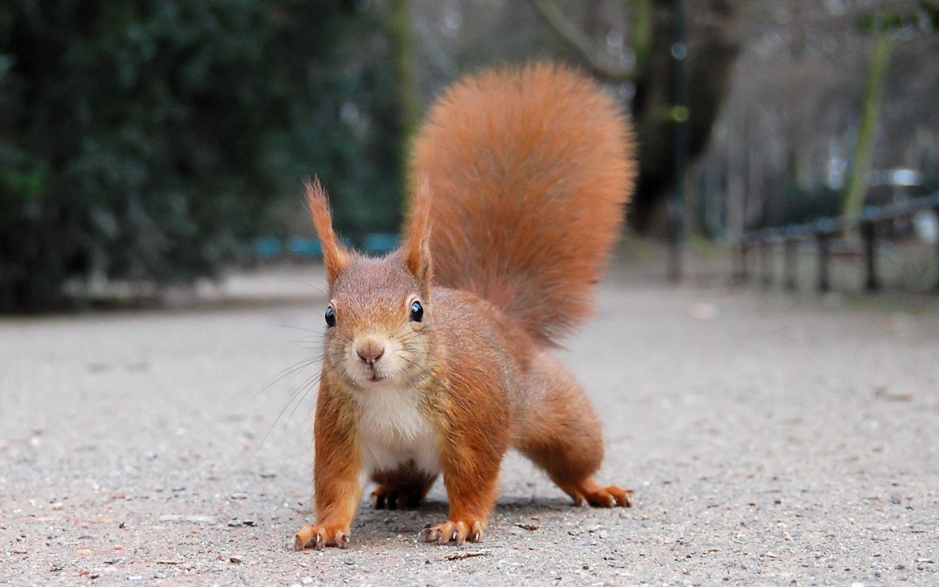 1920x1200 Squirrel Wallpaper