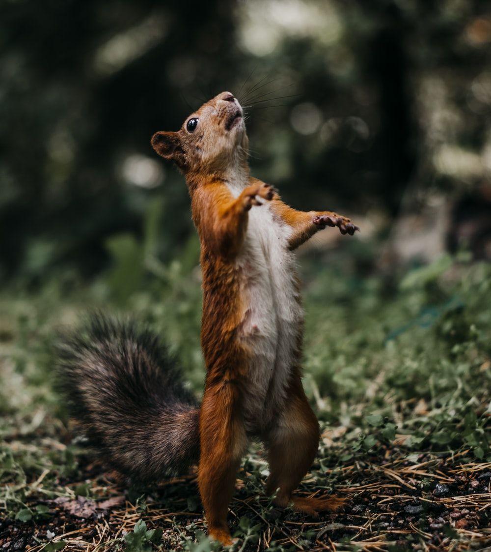 1000x1123 Squirrel Picture. Download Free Image