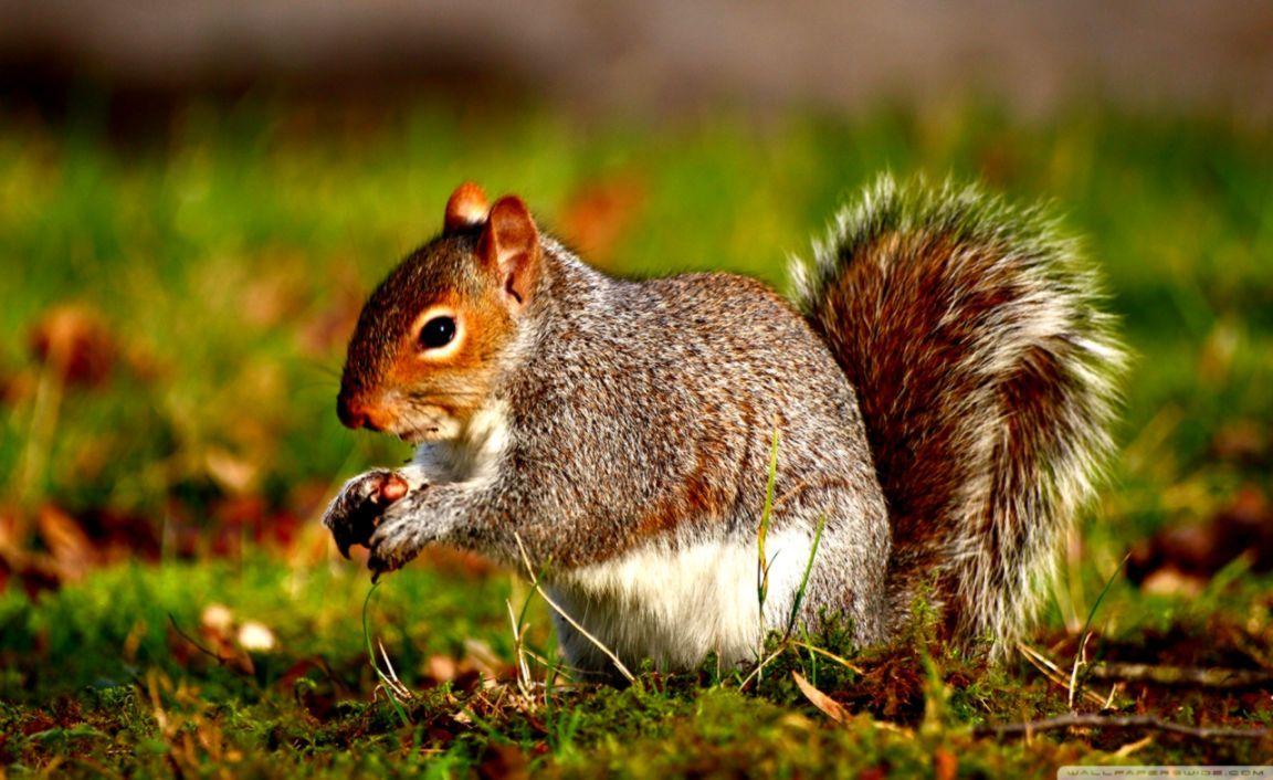 1152x706 Squirrel Look HD Wallpaper